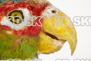 Amazon white-fronted - Amazona albifrons 0031